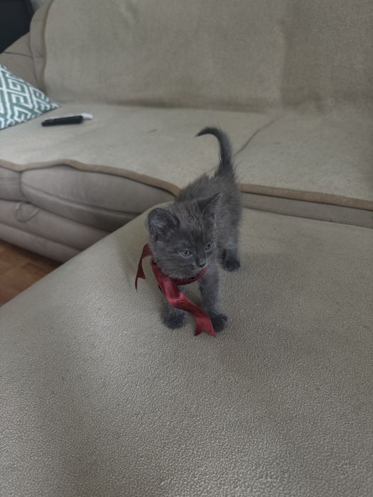 Домашние котята