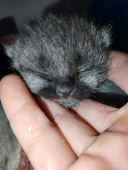 Mushuk bolalari sotiladi