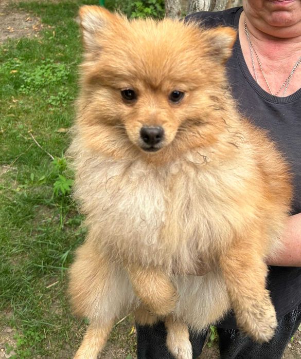 Продам щенков померанский шпиц