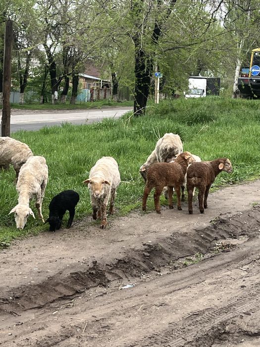 Козлы кой сатылады !