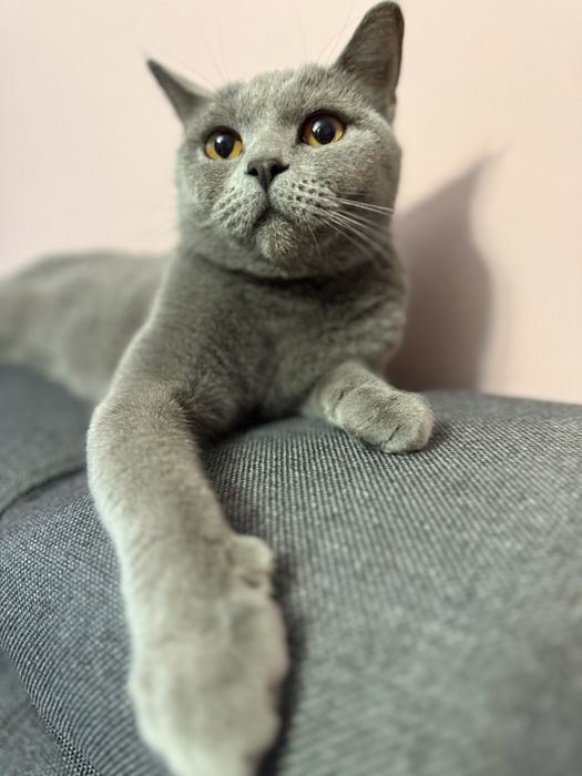 Британска късокосместа на 2г