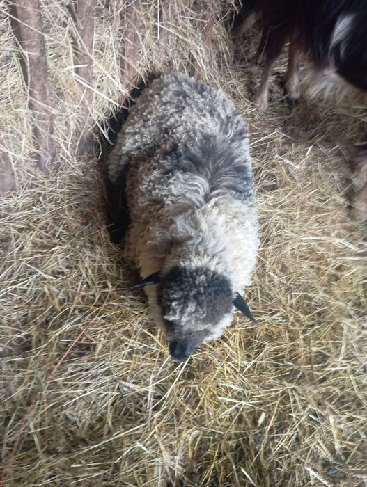 De vânzare doi miei