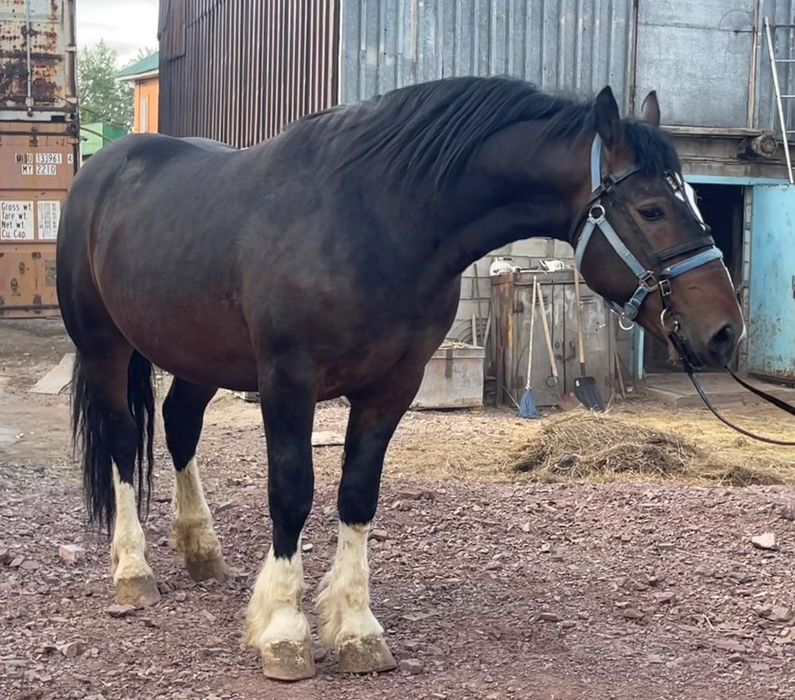 Продам жеребца  Першерон