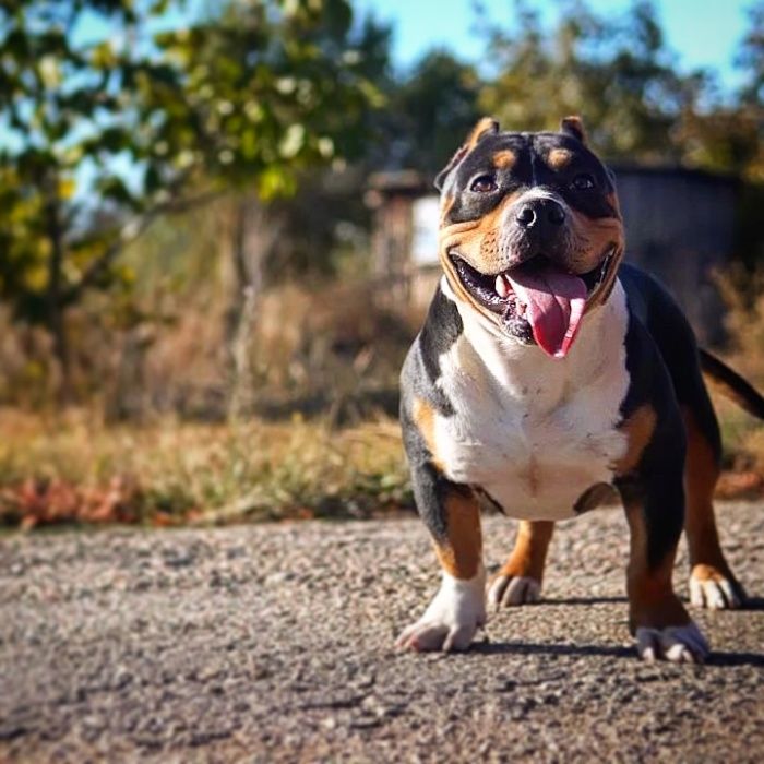 продаю щенков американский булли