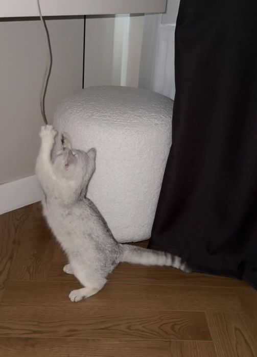 Котенок Британская Шиншилла