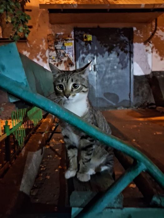 Котенок в добрые руки