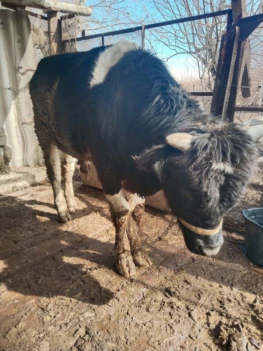 1,5 жасар өгізше