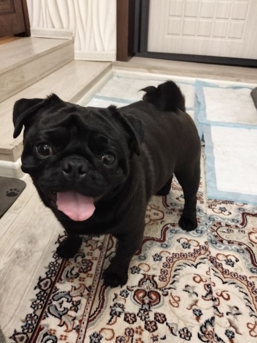 Вязка Мопс по кличке Чудо. 50000