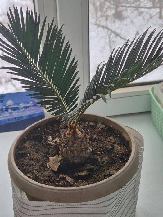 Пальма цикас продам