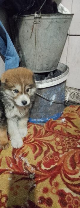 Продам щенка Алабай полтара месеца