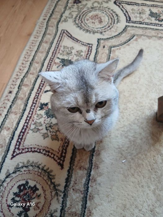 Британский  кот отдам бесплатно