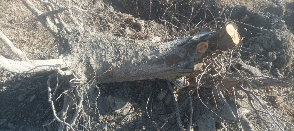 Утин сотилади.  Кесиб куйилган.