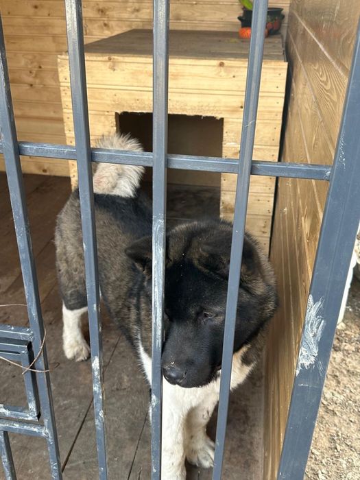 акита девочка 7 месяцов