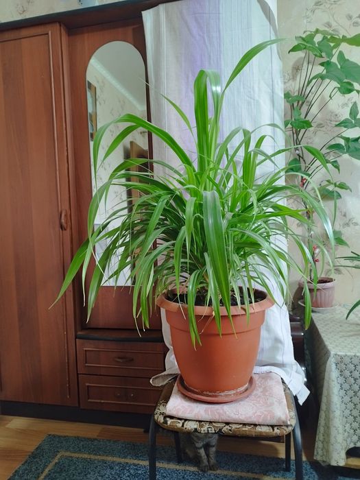 Продам цветы комнатные