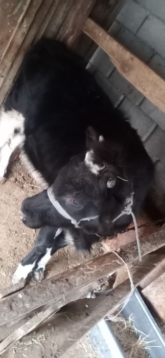 Тана сатылады ургашы