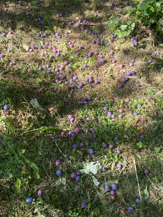 Prune de vanzare