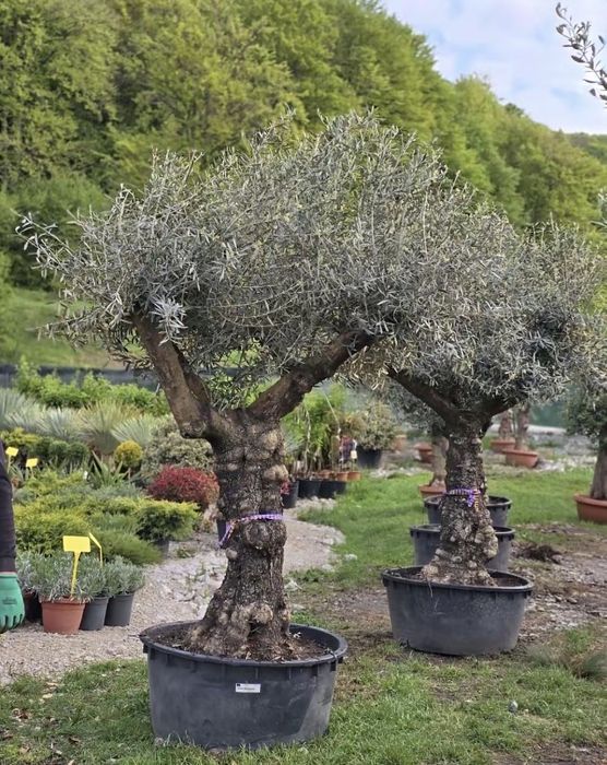 Maslini seculatri si bonsai de vanzare