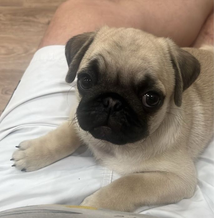 Элитные щеноки Мопса!