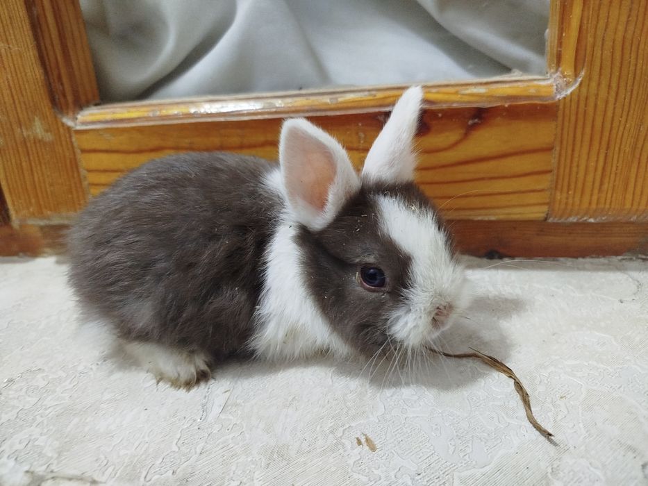 Assalomalekum quyon bolalari sotladi zottor quyon