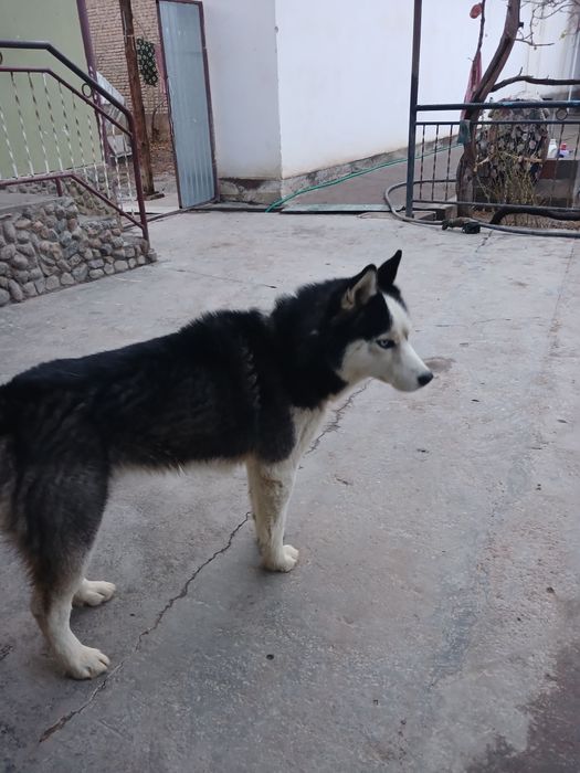 Xaski zotli it  erkak sogʻlom