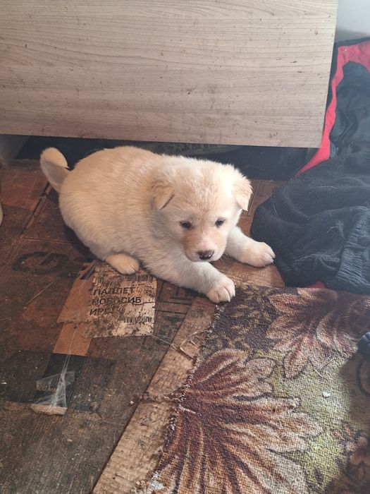 Продам лайчат 3 девочки