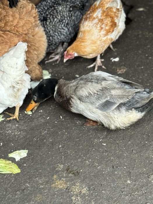 Продам утку фаворит