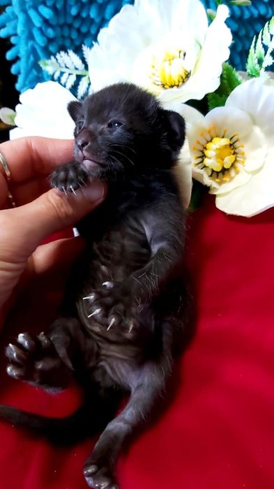 ОРИЕНТАЛЬНЫЕ с документами ( котята )