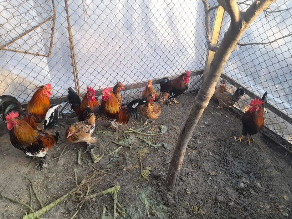 Pereche LILIPUTI Gaina + Cacos din vara anului trecut