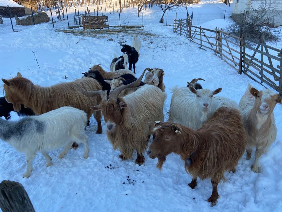 Vând oi și capre tinere