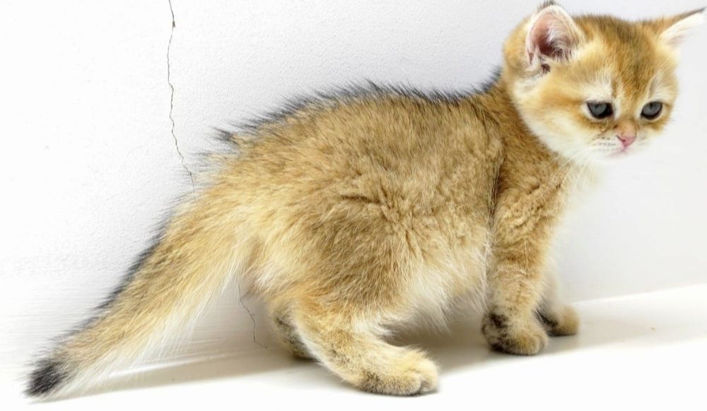 Кошечка и котик британские