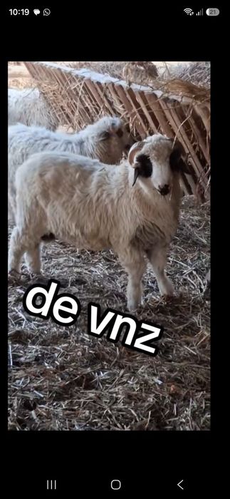 Te vânzare berbecut