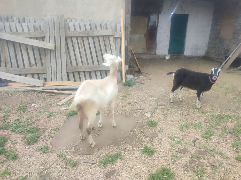 Продам три Козочки