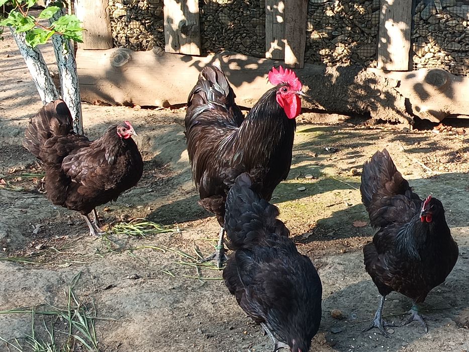 Vând Australorp 3+1