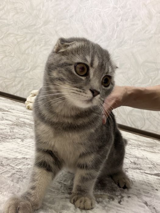 Продаётся скотиш фолд девочка