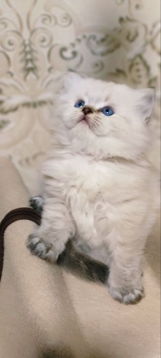 Вязка кота Скоттиш Страйт Хайленд Поинт