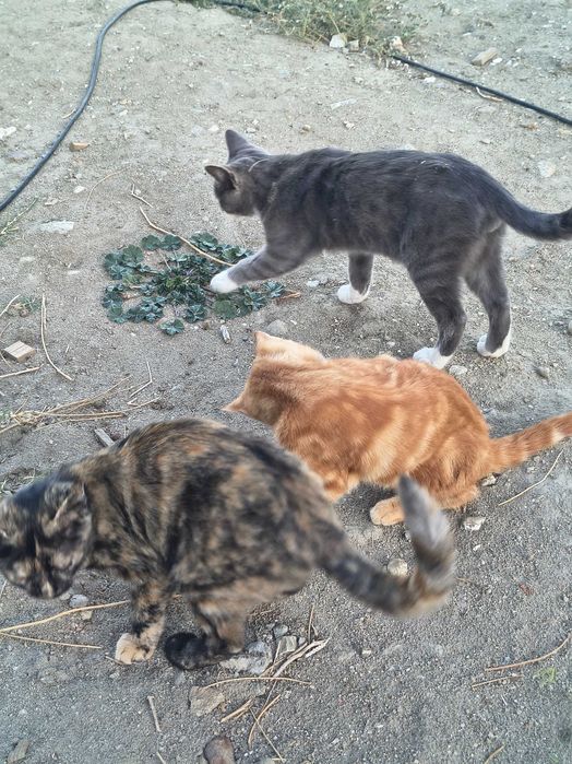 4 Котки 6 месеца