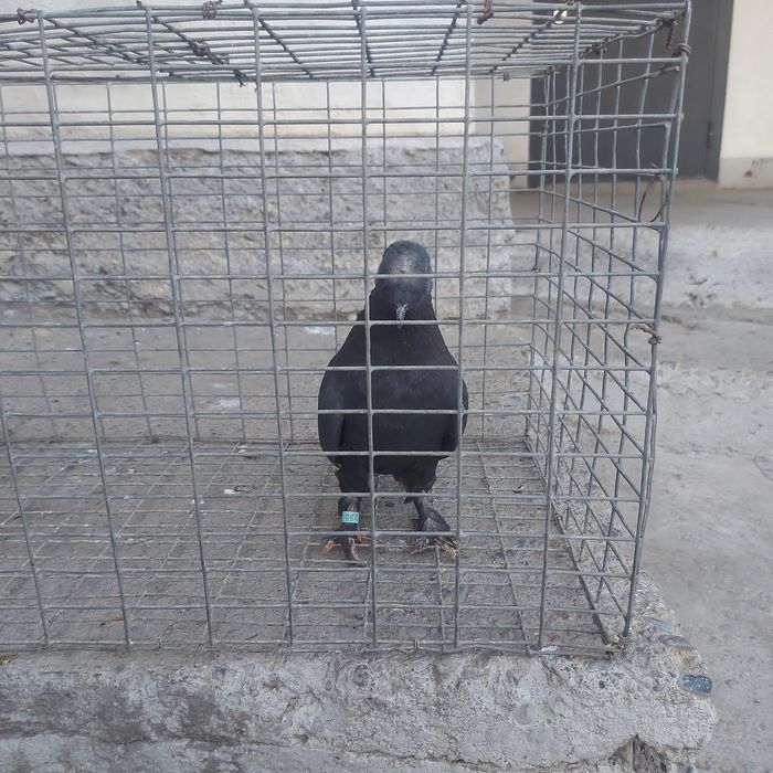 Жук такла насачуби самец