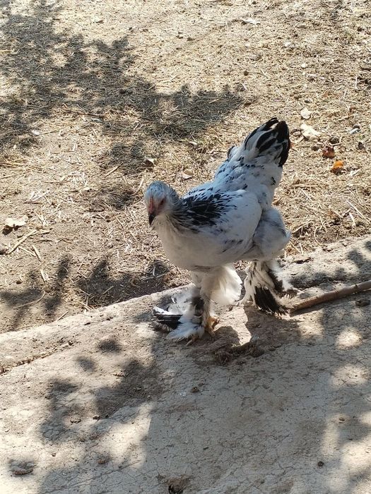 Brama va kora shaxzoda