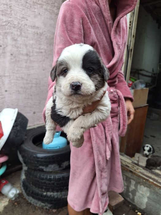 Отдам хорошие руки