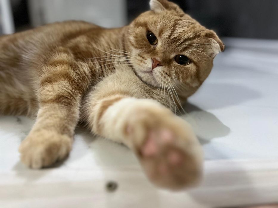 Кошка и кот бесплатно