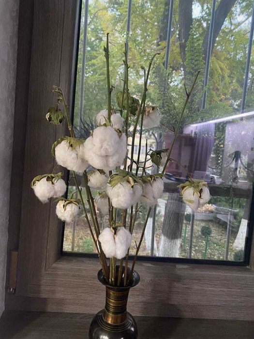 продаются веточки хлопка