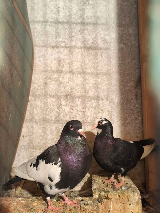 две работещи двойки Караакмани