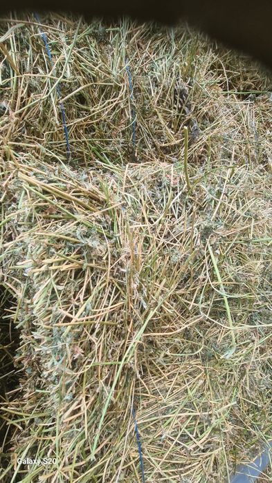 Baloti lucerna coasa 4 a