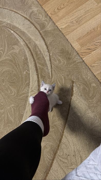 Отдам в добрые руки милую кошечку
