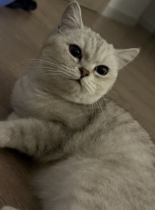 Потерялась кошка