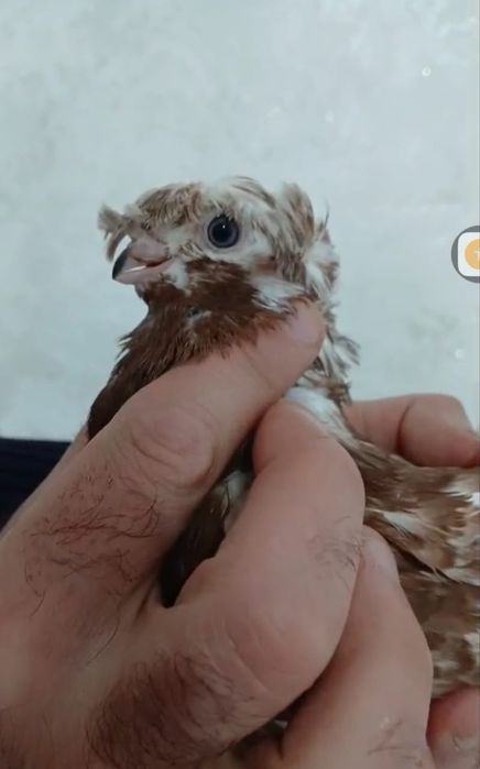 Продам голубей...