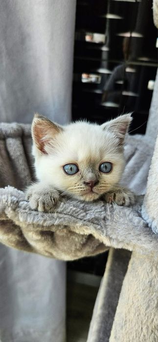 British shorthair colorpoint mascul