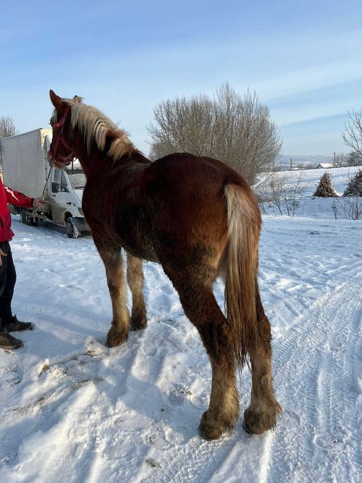 De vânzare mânz (armăsar )