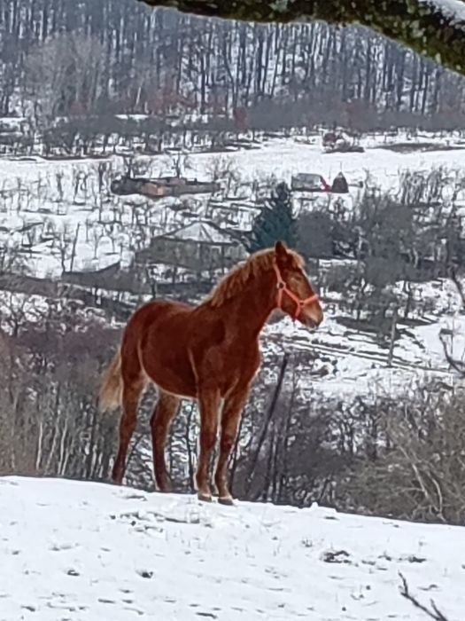 Iapă și mînza .9900 ron