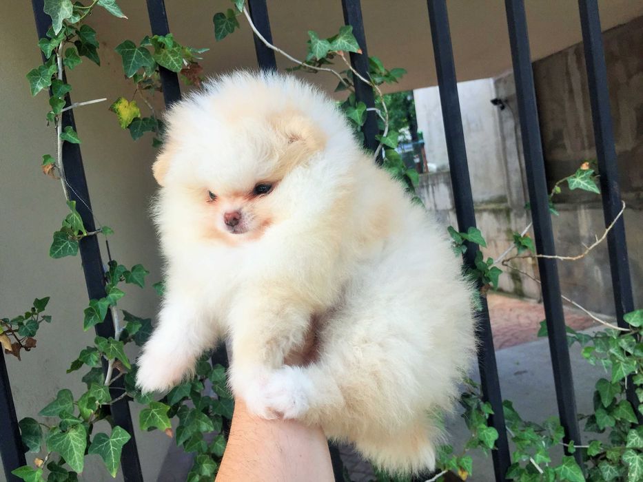 Померан мини Померанче